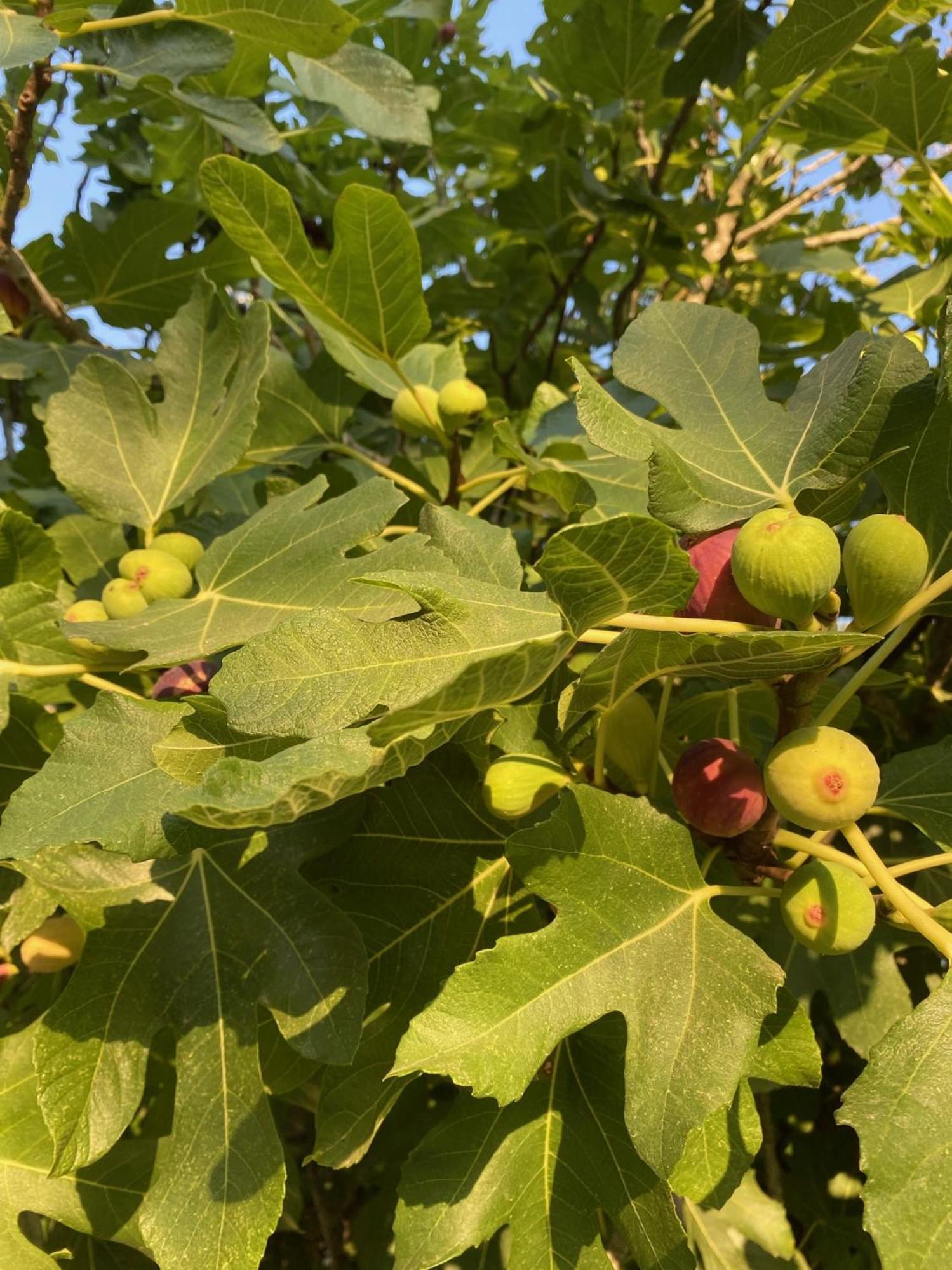 Tenuta Sidore Cursi Zewnętrze zdjęcie